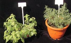 ���P����������H�־��شӮɭn�`�N�t�X��ͪ��S�ʡA���䭻����A�X�L�Ӽe���־��A�k��g�����h�A�X���j���־��C