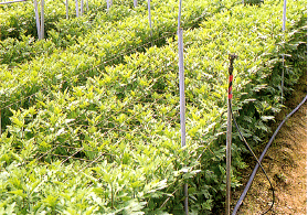 �K�Ӯ���Ҧ����K�ߡA�H�@���s�覡����A�ñĥΦ۰ʼQ��Ѥ�