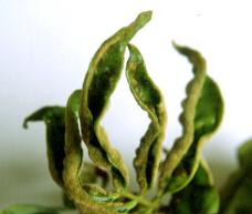 ����M�`�อ