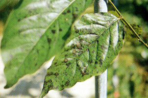 ���j�f�f�x