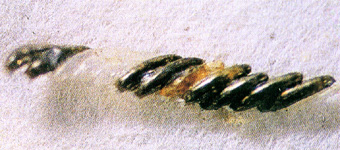 �˪��϶H���Z