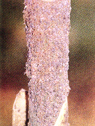 �˲���H����