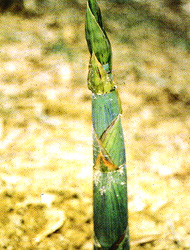 �˲���H�M�`�൫