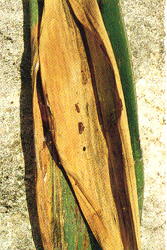 �˱����������Ƹ�