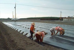 �Q�ΤH�u�Q�]�콦���ܤֻ�4-6�H�@�P�@�~