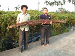 �����s�Ī��i�F1����,�ϫ�謰�s�Į���׬[