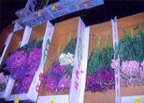 �饻�F�ʤj�Ъᥫ�c�⪺��ù������