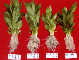 ���b�����]��t20%�޳��êd��Ϊ�����(���@),���I�ΤƾǪήƤ��ϴӮ観�n���ͪ��ĪG(P:�d���a,S:�êd���)�k�@,�k�G:���I�ΤƾǪή�