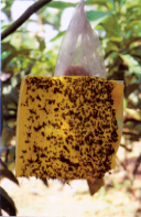 �Q�Ϊݼ֥]�����G����