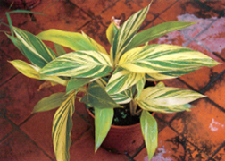 ������精�X�~�~�ش�,�i���[���Ӫ�