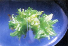 �����L�����W�ް��i