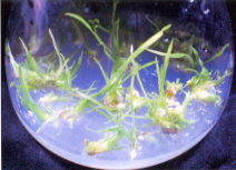 �����L�뤧�~�N���i