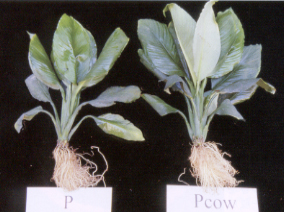 ���b�����]��t20%���T��Ϊ��d���a����(�k),��ͨ|�����㪺�P�i�ĪG.�ϥ�:�ªd���a����I�ΤƾǪή�,�ϥk:�ªd���a����I�Τ��T��Υ��I�ΤƾǪή�