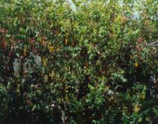 ���f����鸭�����ơA��������