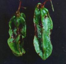 ���f���G�A�G���ήe�����G