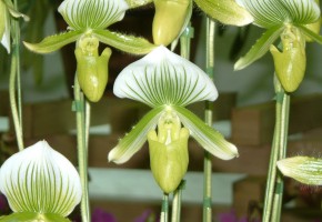 ��c�����Ϥ�