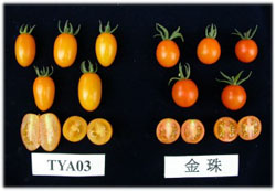 �x�n12��(���v)�P��ӫ~�ت��]�G�ꫬ�A�ΪG�⪺���