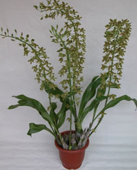 �U�����Ϥ�