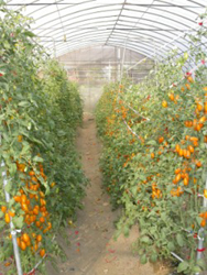 �x�n12��(���v)���פp�G�f�X�L�u�]�I�ͨ|�ε۪G����