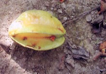 �Q�`�G���������αƥX�����T