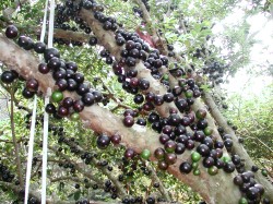 ���_�G���Ϥ�