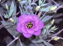 �v�ܱ�}��ߩʶ�������ۿ�����3~5�Ѧ���