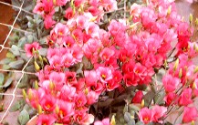 �u�}�ۥ�tC8618