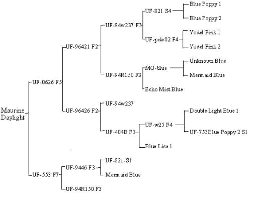 洋桔梗耐熱品種
