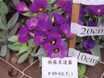 �@���֪�~�ئ�ù��逹��(Florida Blue)