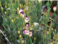 �u�}�ۥ�tC8615