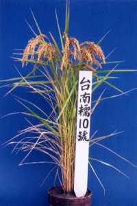 �x�n�z10�����