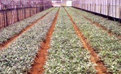 �]�I������F�����ήĪG�~�Aí�w�����ҥi�ϥͪ��դ@�P�A�����~��