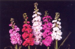 ��ù������~�ت�Ǫ��A����״I�A�`�㥫����O