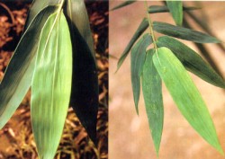 ��˴O���f�����f�x(�k���f��,��������)