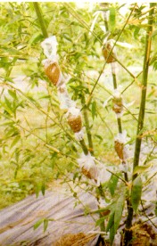 ��˰����]�c��