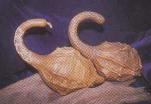 ���v�y�����J�@�~�G�u�ïD�R�e�B���@�H���[�d���@�`�S�v