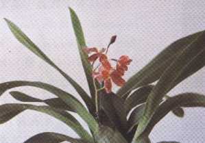 Burr.Kilguea 
      ��Hawaii��</span></font>