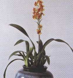 Mtdm.Pupukea Sunset</span></font>