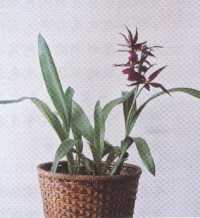 Mtssa.Royalrobe ��jerry��s Pick��</span></font>