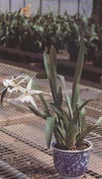 Onc��WhiteFaury��</span></font>