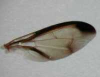 �n�ʹ��Ǥ��e��