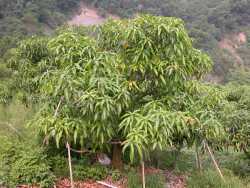 �װū�Ӯ�K��ͪ�����