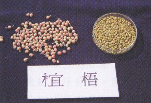 椬������G��νջs��ؤl