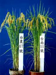 �x�n11�����