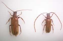 �a�ܯ��ݤѤ�����(��:��,�k:��)