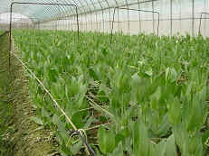 �~�P�v�ܱ�L�u���Ŵ��|�]��w�ӥж�35�ѱ���