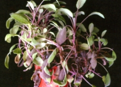 ������߬\�f�f�x