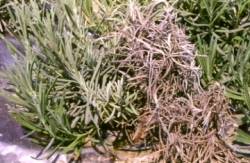 �Ȧ��̯f�f�x