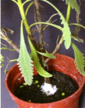 �Ȧ��ոh�f���򳡯f�x