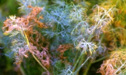 �����կ��f�����f�x